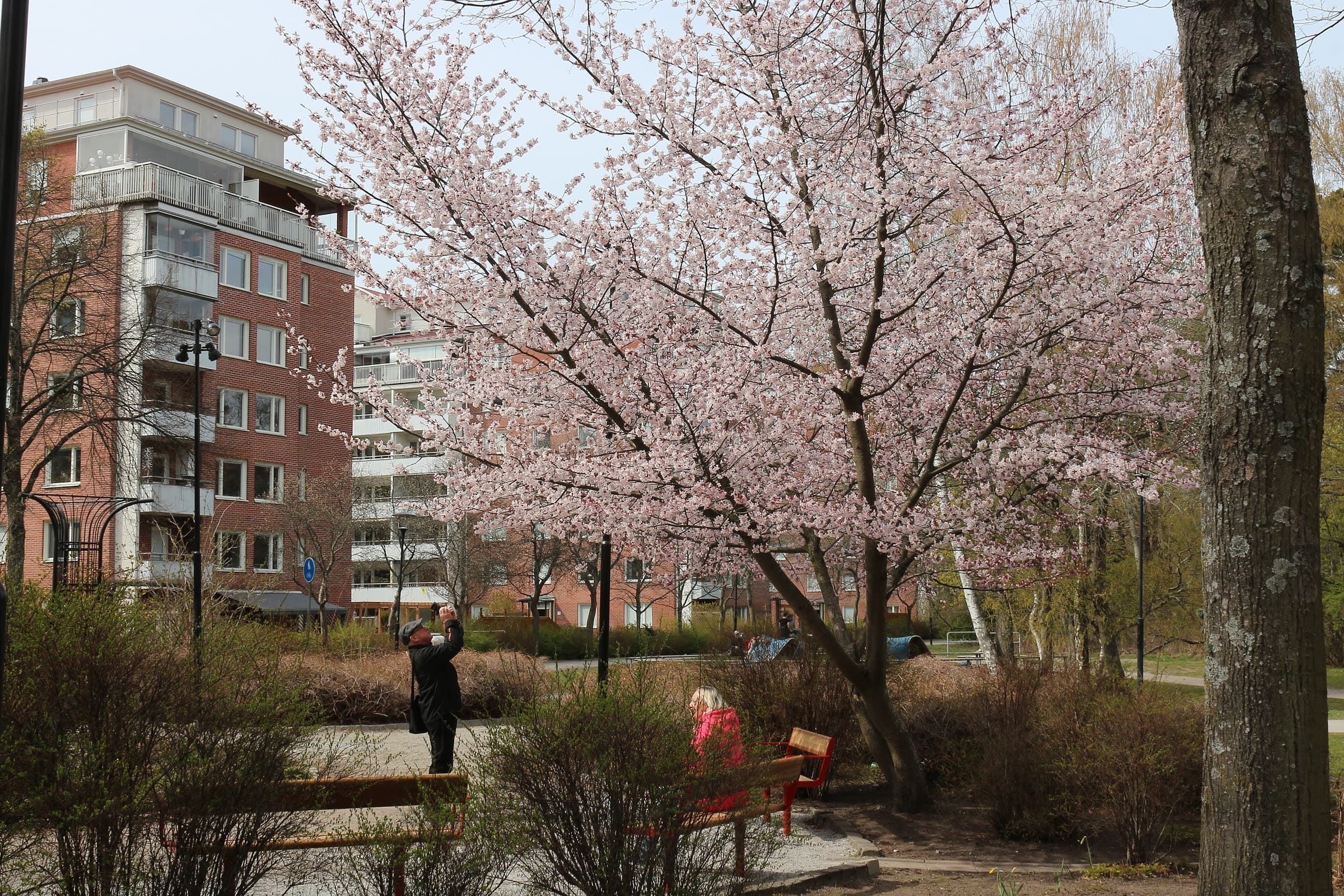 Blommande körsbärsträd vid Huvudsta centrum i Solna en vårdag